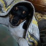 dog, pet, blanket, quilt, bed, indoor, resting, snuggled, black_and_white, brown, canine, fur, comfort, home, furniture, cabinet, relaxed, portrait, animal, cozy