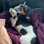 Mr. Wilson is registered to the contest to win money with this photo: puppy, dog, sleeping, toy, plush_toy, blanket, purple_blanket, car_interior, seat, leather_seat, black_and_white, small_dog, cute, relaxed, resting, animal, pet, cozy, sunlight, indoor