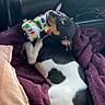 puppy, dog, sleeping, toy, plush_toy, blanket, purple_blanket, car_interior, seat, leather_seat, black_and_white, small_dog, cute, relaxed, resting, animal, pet, cozy, sunlight, indoor