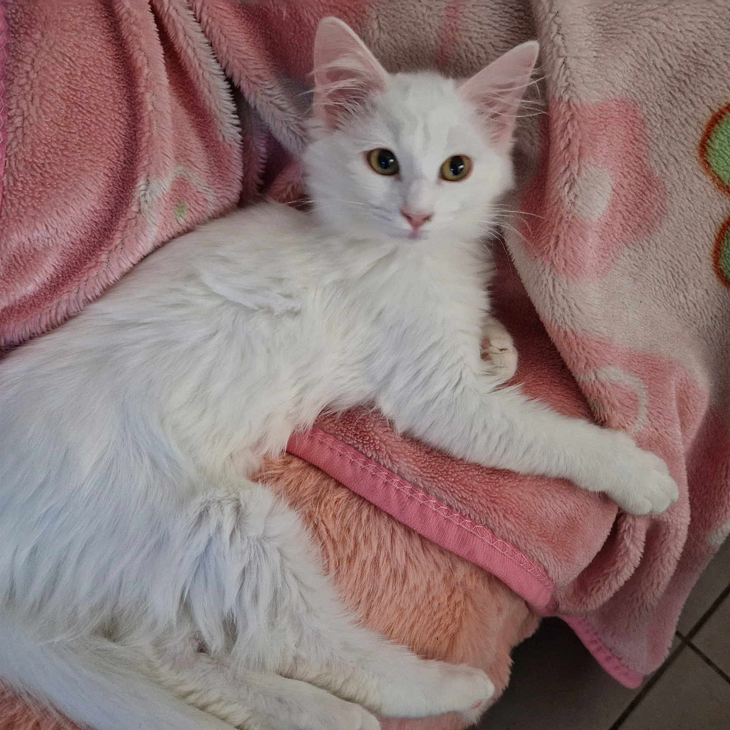 Mia a rejoint le concours — aidez-le/la à gagner de superbes lots ! abyssinian, angora, animal, applique, blanket, cat, couch, furniture, homedecor, kitten, laundry, linen, manx, pattern, pet, quilt, siamese, towel, white