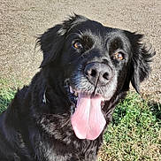 Isis participe au concours pour gagner de l'argent avec cette photo : dog, black_dog, tongue_out, happy, pet, animal, outdoor, grass, sunlight, fur, canine, nature, close_up, mammal, playful, portrait, tongue, ears, eyes, sitting