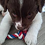 puppy, dog, close_up, rope_toy, chewing, paw, floor, brown_fur, white_fur, nose, eyes, cute, playful, pet, indoor, front_paws, toy, portrait, whiskers, young