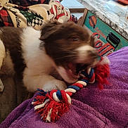 Scouby participe au concours pour gagner de l'argent avec cette photo : dog, puppy, rope_toy, chewing, purple_blanket, blanket, motion_blur, indoor, couch, toy, playful, brown_and_white_fur, close_up, mouth_open, pet, cozy, furniture, holiday_blanket, table, excited
