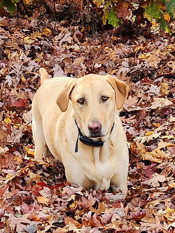 Abbie is registered to the contest to win money with this photo: autumn, carnivore, collar, companion_dog, dog, dog_breed, dog_collar, fawn, grass, gun_dog, plant, soil, sporting_group, tail, terrestrial_animal, tree, wildlife, wood, woodland, working_animal