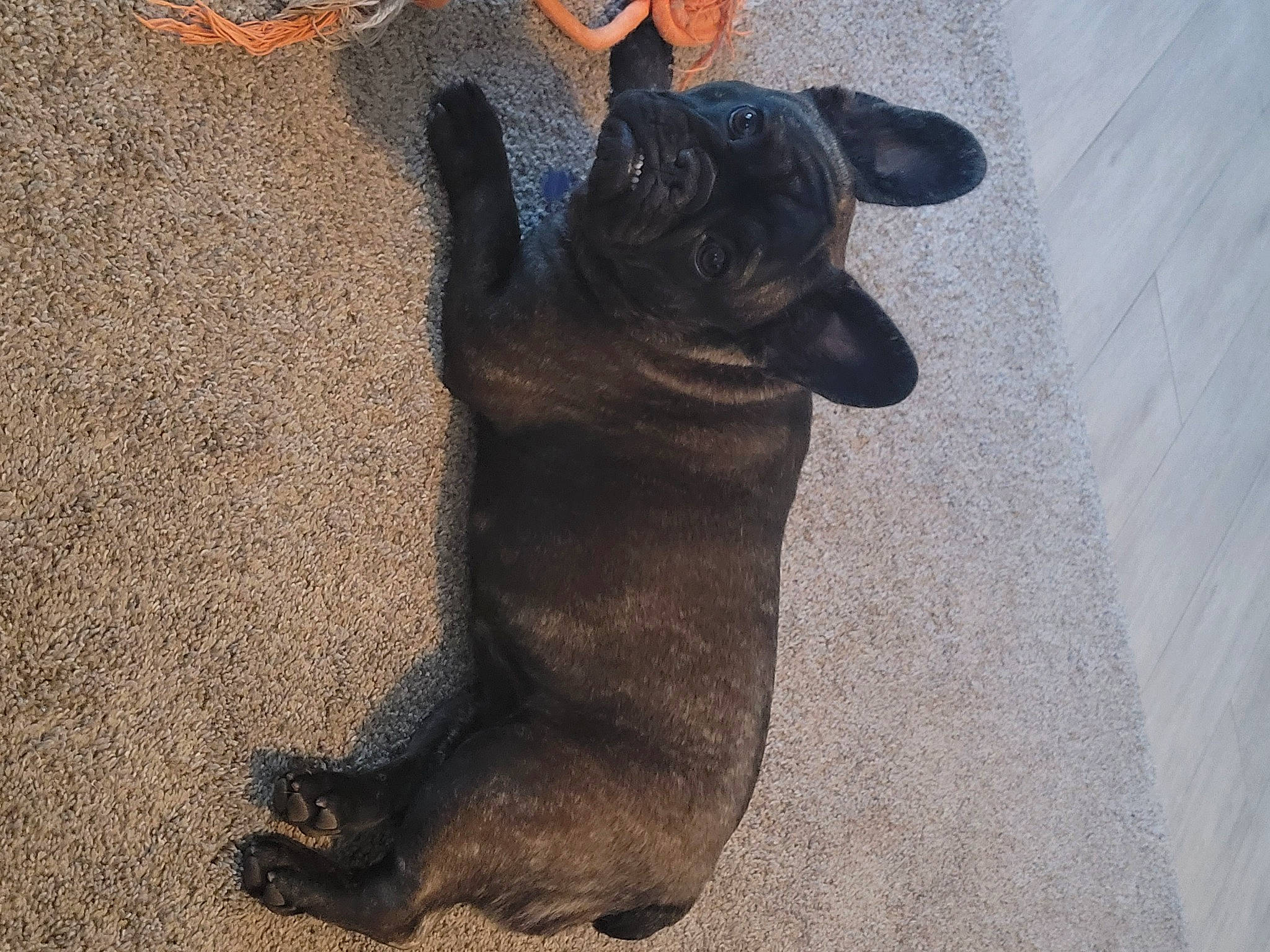 Chanel is registered to the contest to win money with this photo: black_cat, carnivore, companion_dog, dog, dog_breed, fawn, felidae, flooring, foot, fur, grey, paw, small_to_medium_sized_cats, snout, sporting_group, tail, terrestrial_animal, whiskers, wood, working_animal