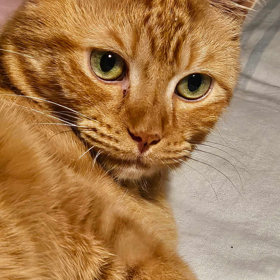 Ticha