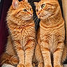 Ticha a rejoint le concours — aidez-le/la à gagner de superbes lots ! cat_tree, cats, cozy, cute, ears, felines, fluffy, fur, ginger_cats, green_eyes, indoor, orange_tabby, pet, portrait, sitting, symmetrical, two_animals, whiskers, คู่?, สัตว์เลี้ยง