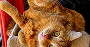Ticha a rejoint le concours — aidez-le/la à gagner de superbes lots ! animal_portrait, cat, cat_tree, cats, closeup, feline, funny_pose, fur, ginger_cat, green_eyes, home, indoor, orange_tabby, playful, red_curtain, scratching_post, two_animals, upright_cat, upside_down_cat, whiskers