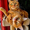 animal_portrait, cat, cat_tree, cats, closeup, feline, funny_pose, fur, ginger_cat, green_eyes, home, indoor, orange_tabby, playful, red_curtain, scratching_post, two_animals, upright_cat, upside_down_cat, whiskers