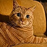 Ticha a rejoint le concours — aidez-le/la à gagner de superbes lots ! animal, armchair, brown, cat, close_up, cozy, ears, feline, fur, ginger_cat, indoors, lounging, orange_tabby, pet, photography, portrait, seated, warm_lighting, whiskers, wide_eyes