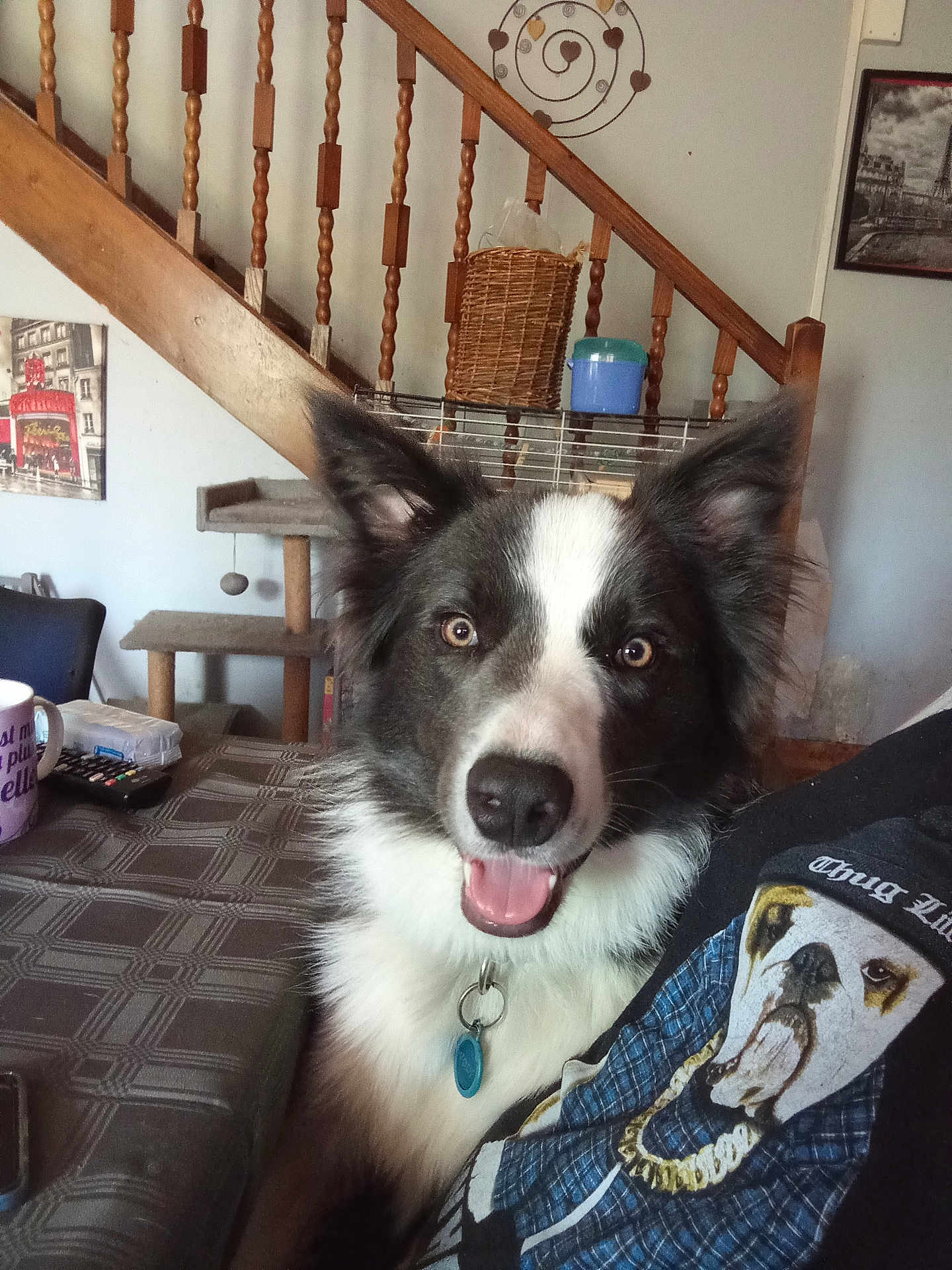 Volt a rejoint le concours — aidez-le/la à gagner de superbes lots ! dog, indoor, staircase, table, cup, remote_control, cat_tree, framed_picture, person, clothing, black_and_white, happy, pet, ears, tongue, collar, tag, wooden, wall, living_room
