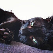 Bagheraa a rejoint le concours — aidez-le/la à gagner de superbes lots ! black, black_cat, bombay, carnivoran, cat, cat_like_mammal, claw, close_up, domestic_short_haired_cat, eye, fauna, fur, paw, small_to_medium_sized_cats, snout, whiskers