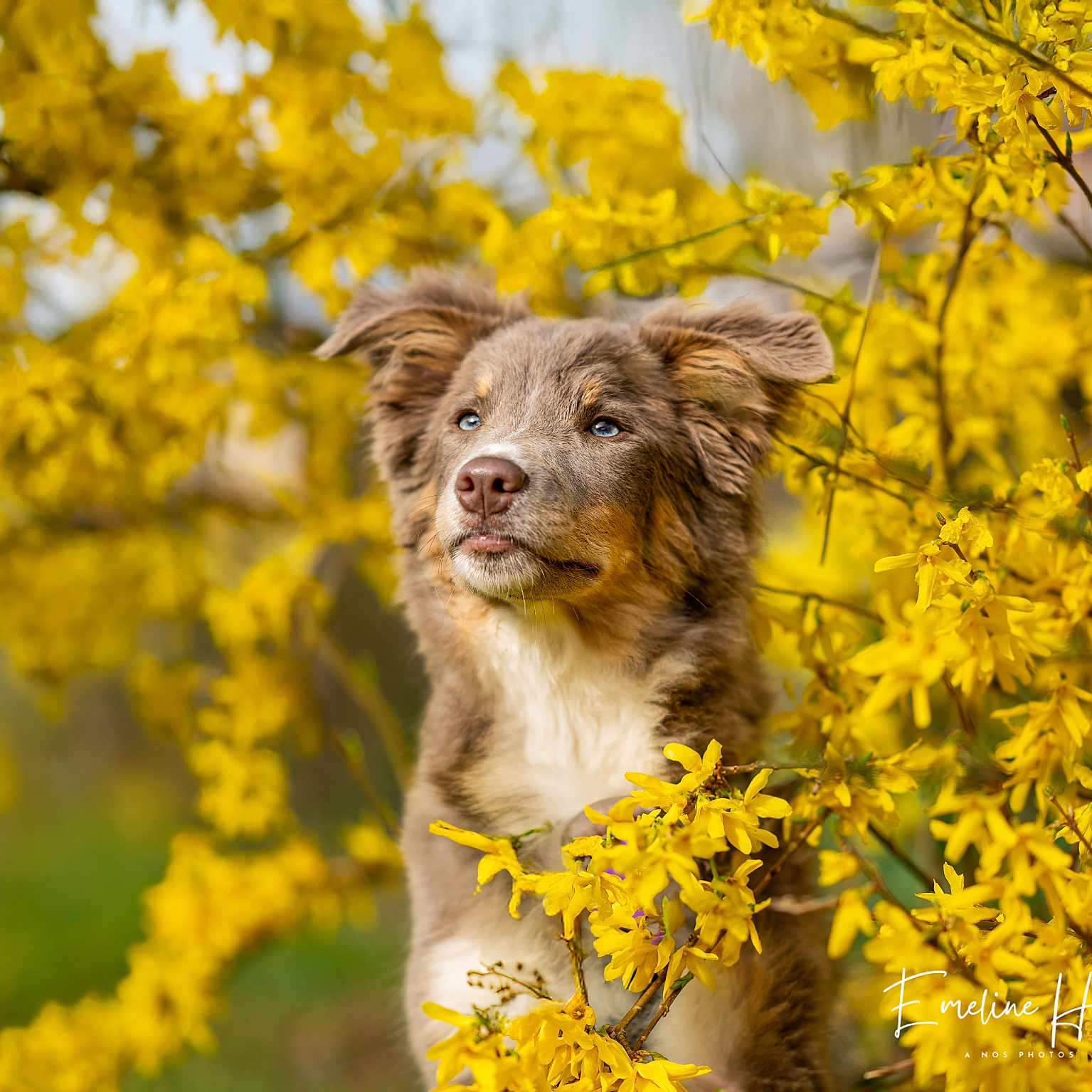 Vi a rejoint le concours — aidez-le/la à gagner de superbes lots ! animal, apiaceae, canine, collie, daffodil, daisy, dog, field, flower, goldenretriever, grassland, leaf, nature, outdoors, pet, plant, pollen, puppy, terrier, tree