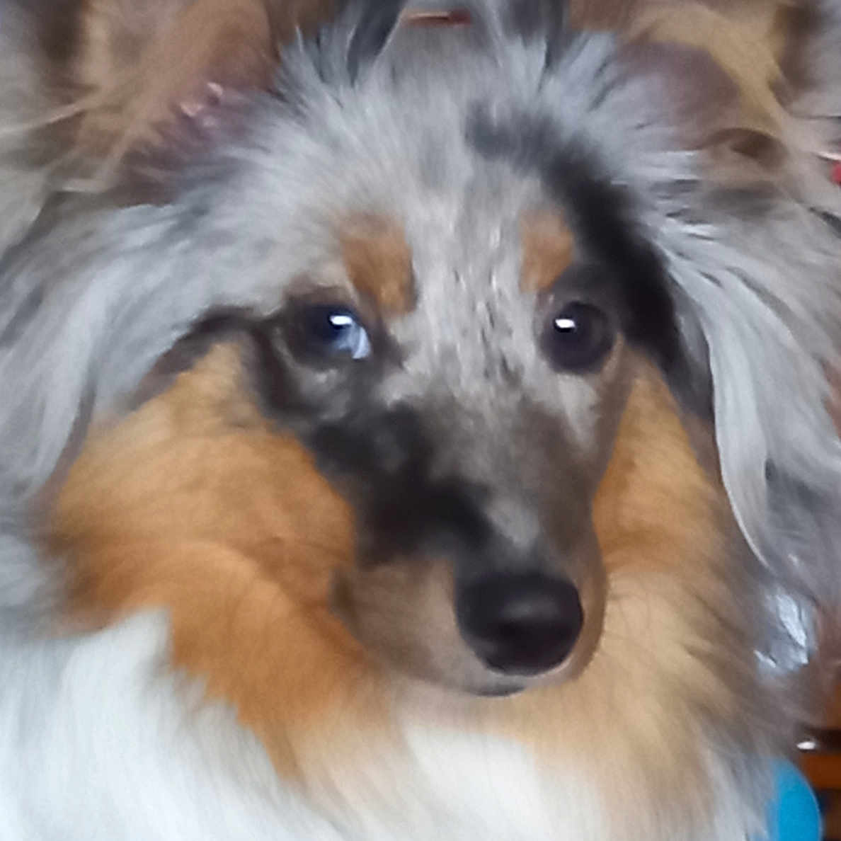 Isabelle Goguel participe au concours pour gagner de l'argent avec cette photo : dog, close_up, fluffy, ears, fur, pet, animal, portrait, indoor, curious, face, canine, brown, gray, black, white, soft, cute, furry, domestic