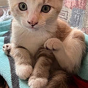 Mochi joined the competition — help win amazing prizes! adorable, animal, blanket, cat, closeup, curious, cute, ears, eyes, feline, fur, indoor, kitten, paws, pet, sitting, soft, tail, whiskers, young