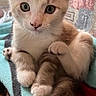 adorable, animal, blanket, cat, closeup, curious, cute, ears, eyes, feline, fur, indoor, kitten, paws, pet, sitting, soft, tail, whiskers, young