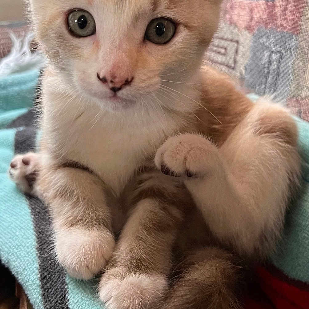 Mochi