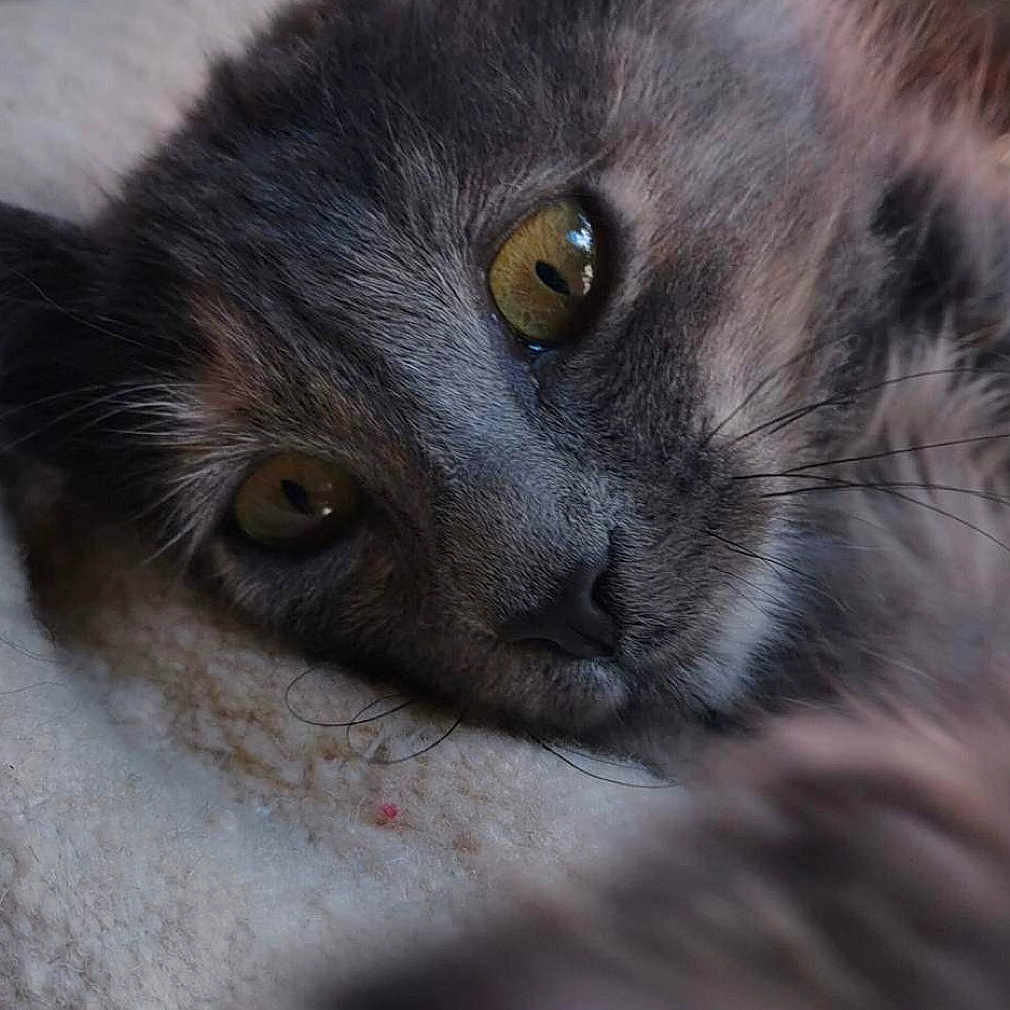 Grizou