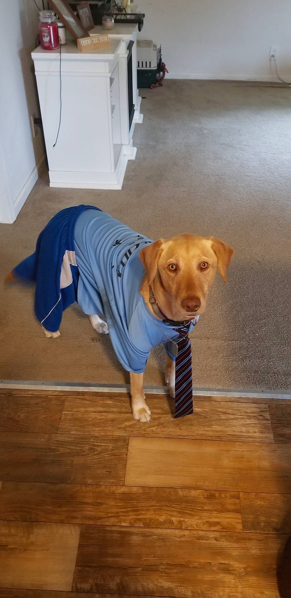 Bailey joined the competition — help win amazing prizes! canidae, carnivore, companion_dog, dog, dog_breed, dog_clothes, fawn, floor, flooring, hardwood, labrador_retriever, mammal, rhodesian_ridgeback, snout, sporting_group, vizsla, wood, wood_flooring