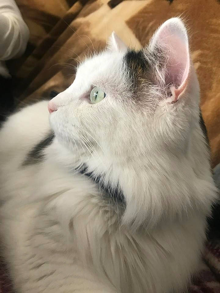 Rooster is registered to the contest to win money with this photo: american_curl, carnivore, cat, domestic_long_haired_cat, ear, eye, felidae, fur, kitten, mammal, norwegian_forest_cat, nose, ragamuffin, ragdoll, small_to_medium_sized_cats, snout, turkish_angora, turkish_van, whiskers, white