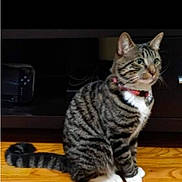 Jasper is registered to the contest to win money with this photo: animal, cat, collar, curious, domestic_cat, ears, feline, fur_pattern, household, indoor, mammal, paws, pet, side_view, sitting, striped_fur, tabby_cat, tail, whiskers, wooden_floor