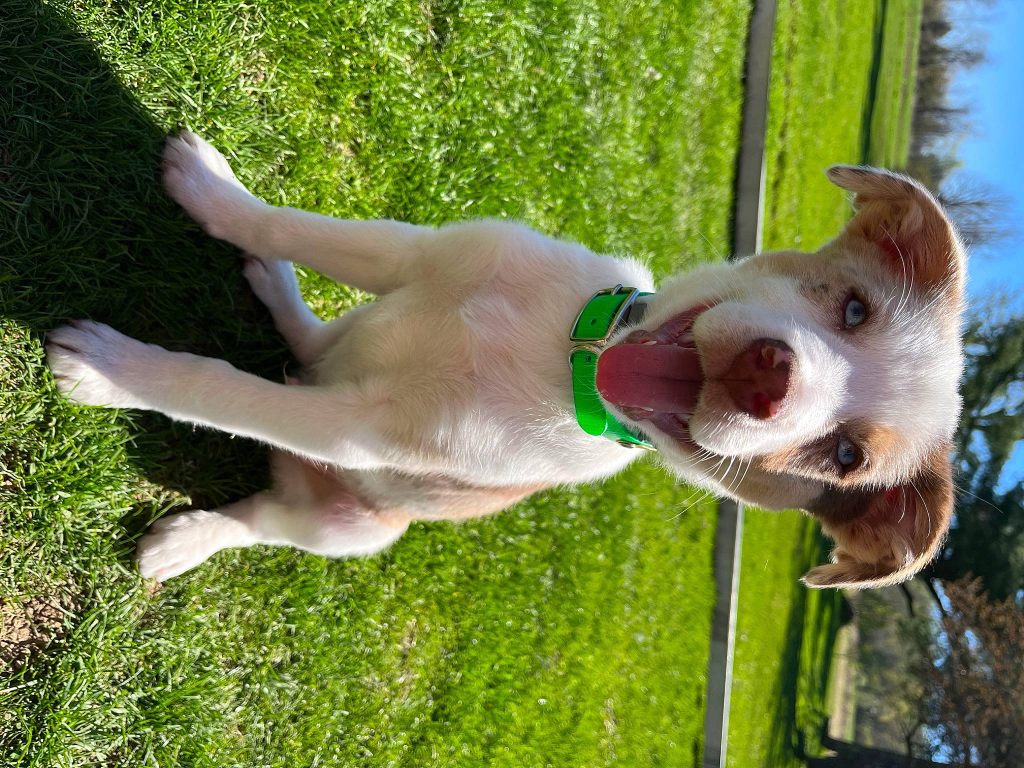 Hyde is registered to the contest to win money with this photo: canidae, carnivore, collar, companion_dog, dog, dog_breed, dog_collar, dog_sports, elbow, fawn, fun, grass, leisure, non_sporting_group, plant, sporting_group, tail, tree, water, working_animal