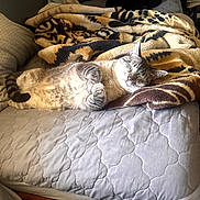 Blue is registered to the contest to win money with this photo: cat, bed, blanket, pillow, sleeping, cozy, indoor, feline, resting, fur, striped, comfort, relaxation, quilt, home, animal, pet, nap, soft, warm