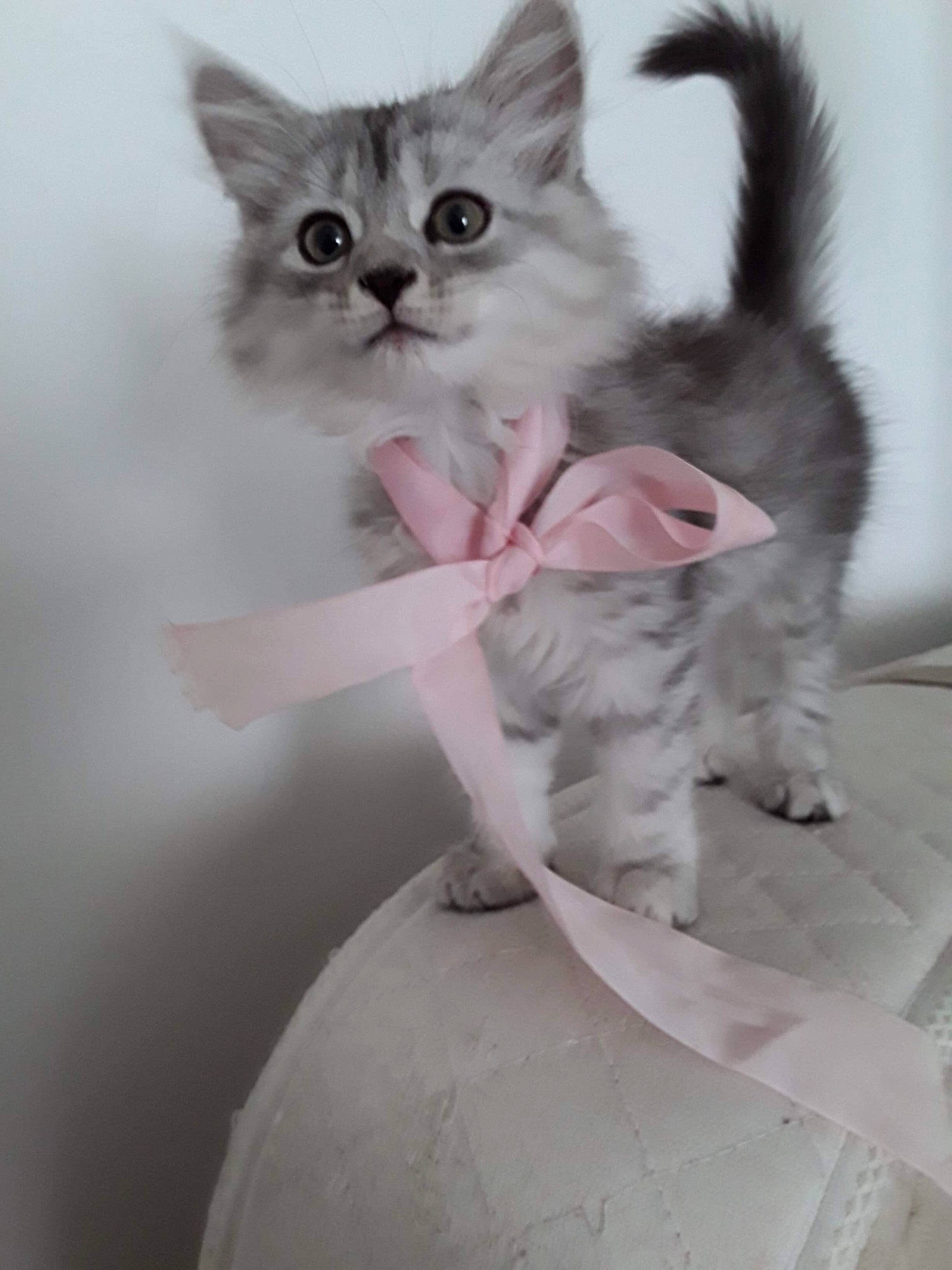 Fatou participe au concours pour gagner de l'argent avec cette photo : carnivore, cat, cat_supply, claw, domestic_short_haired_cat, felidae, fur, paw, small_to_medium_sized_cats, tail, whiskers