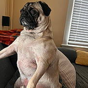 Judge joined the competition — help win amazing prizes! animal, attention, blanket, companion, couch, cozy, cute, dog, domestic, fur, house, indoor, light, pet, pillow, portrait, pug, side_view, sitting, window