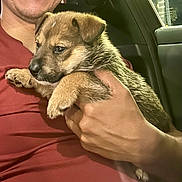 Finnly joined the competition — help win amazing prizes! puppy, dog, person, smile, hand, car_interior, seat, fur, cute, pet, closeup, holding, animal, young_dog, portrait, indoors, warm, friendship, companionship, affection