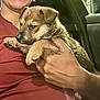 puppy, dog, person, smile, hand, car_interior, seat, fur, cute, pet, closeup, holding, animal, young_dog, portrait, indoors, warm, friendship, companionship, affection