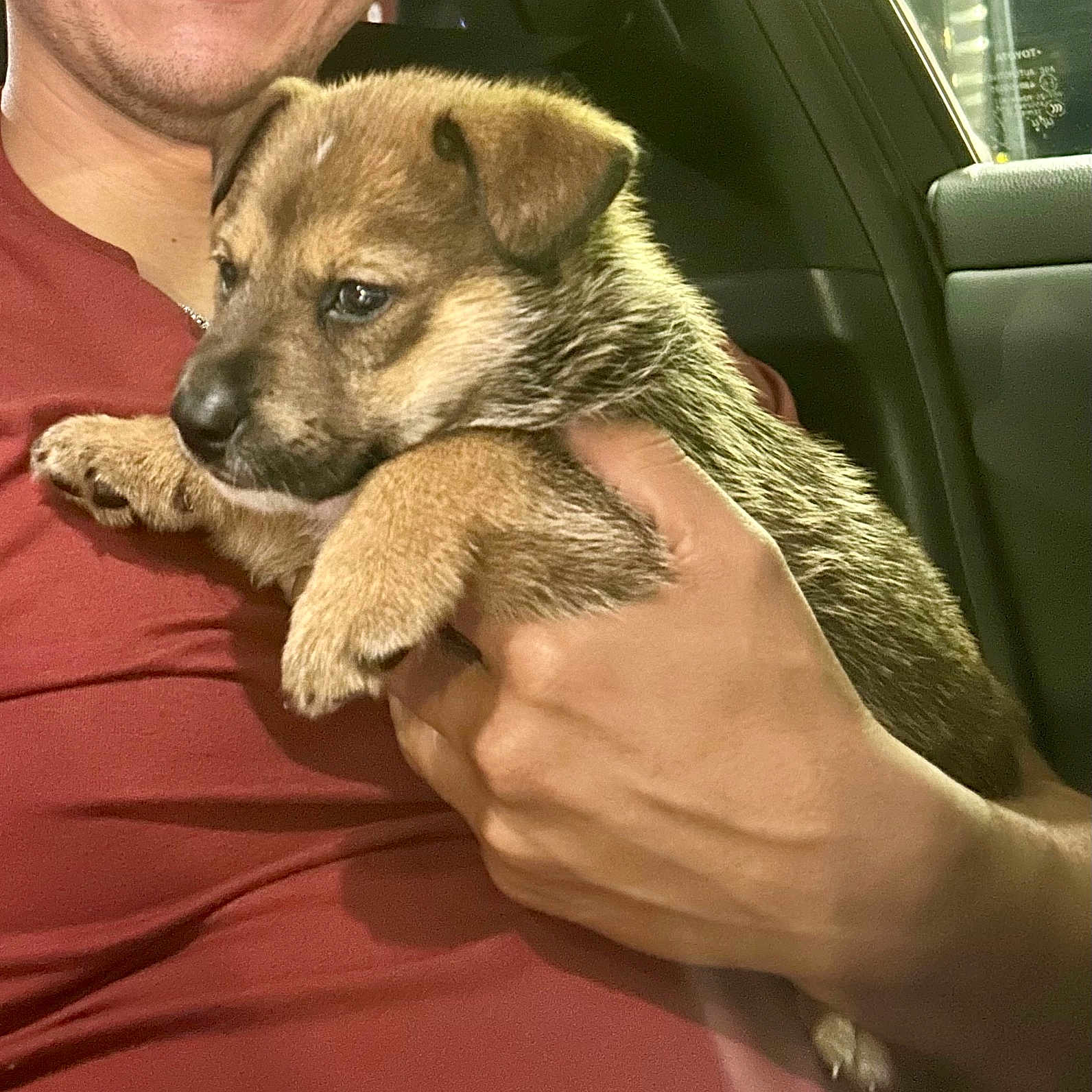 Finnly joined the competition — help win amazing prizes! affection, animal, car_interior, closeup, companionship, cute, dog, friendship, fur, hand, holding, indoors, person, pet, portrait, puppy, seat, smile, warm, young_dog