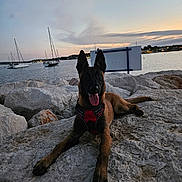 Gaya a rejoint le concours — aidez-le/la à gagner de superbes lots ! dog, canine, pet, red_harness, rocks, water, lake, boats, sailboats, sunset, sky, outdoor, nature, relaxed, tongue_out, evening, shore, landscape, calm, animal