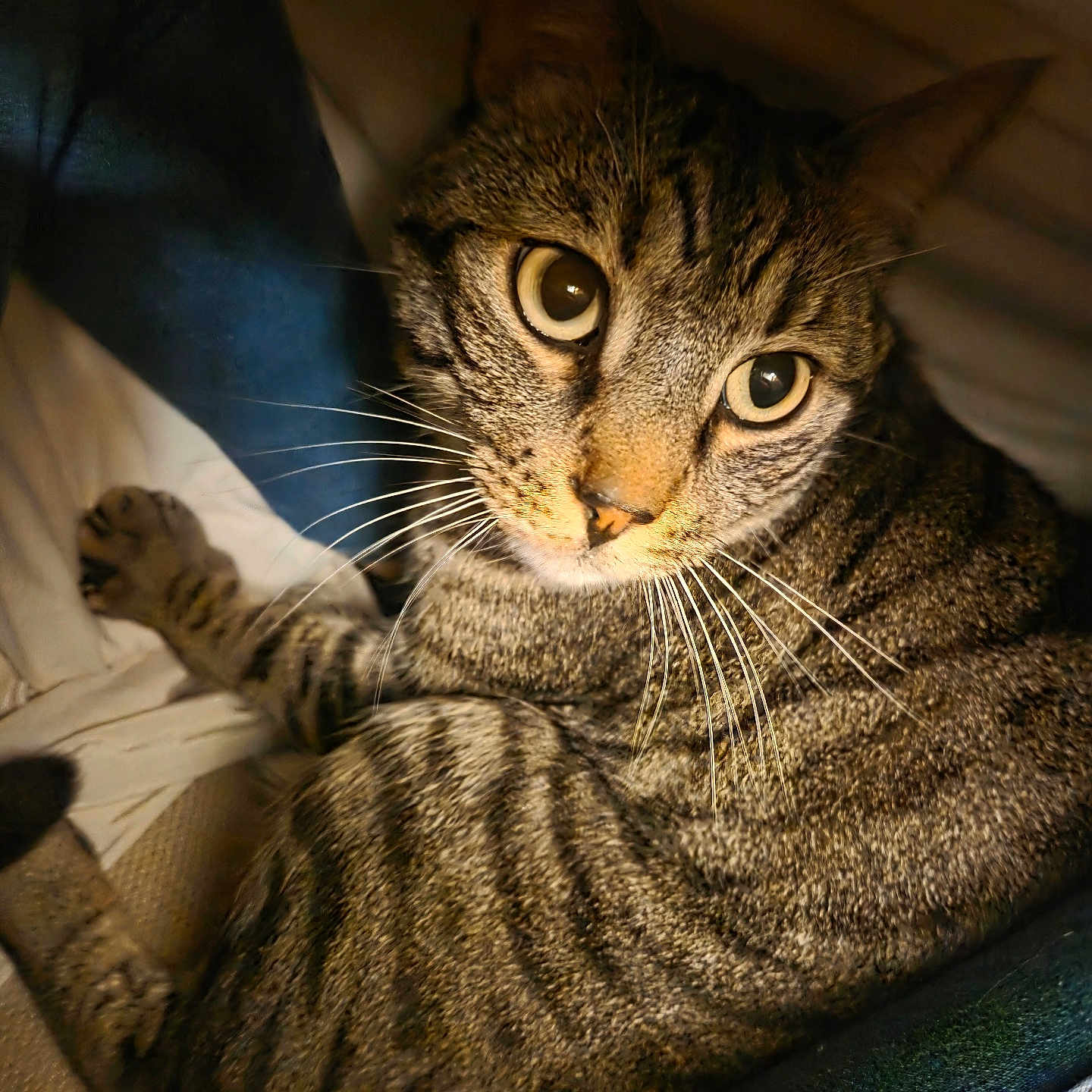 Timba a rejoint le concours — aidez-le/la à gagner de superbes lots ! animal, cat, close_up, cozy, curious, cute, domestic_cat, eyes, feline, fur, indoor, looking, mammal, pet, portrait, resting, soft_light, striped, tabby, whiskers
