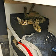 Timba participe au concours pour gagner de l'argent avec cette photo : cat, tabby, shelf, clothes, folded_clothes, fabric_box, indoor, pet, relaxing, paw, upside_down, cozy, closet, home, feline, striped, resting, cute, animal, domestic_cat