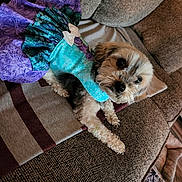 Skymarie joined the competition — help win amazing prizes! dog, pet, animal, dress, clothing, couch, fabric, purple, blue, pattern, fur, indoor, furniture, cute, small_dog, relaxed, looking_up, decor, cozy, home