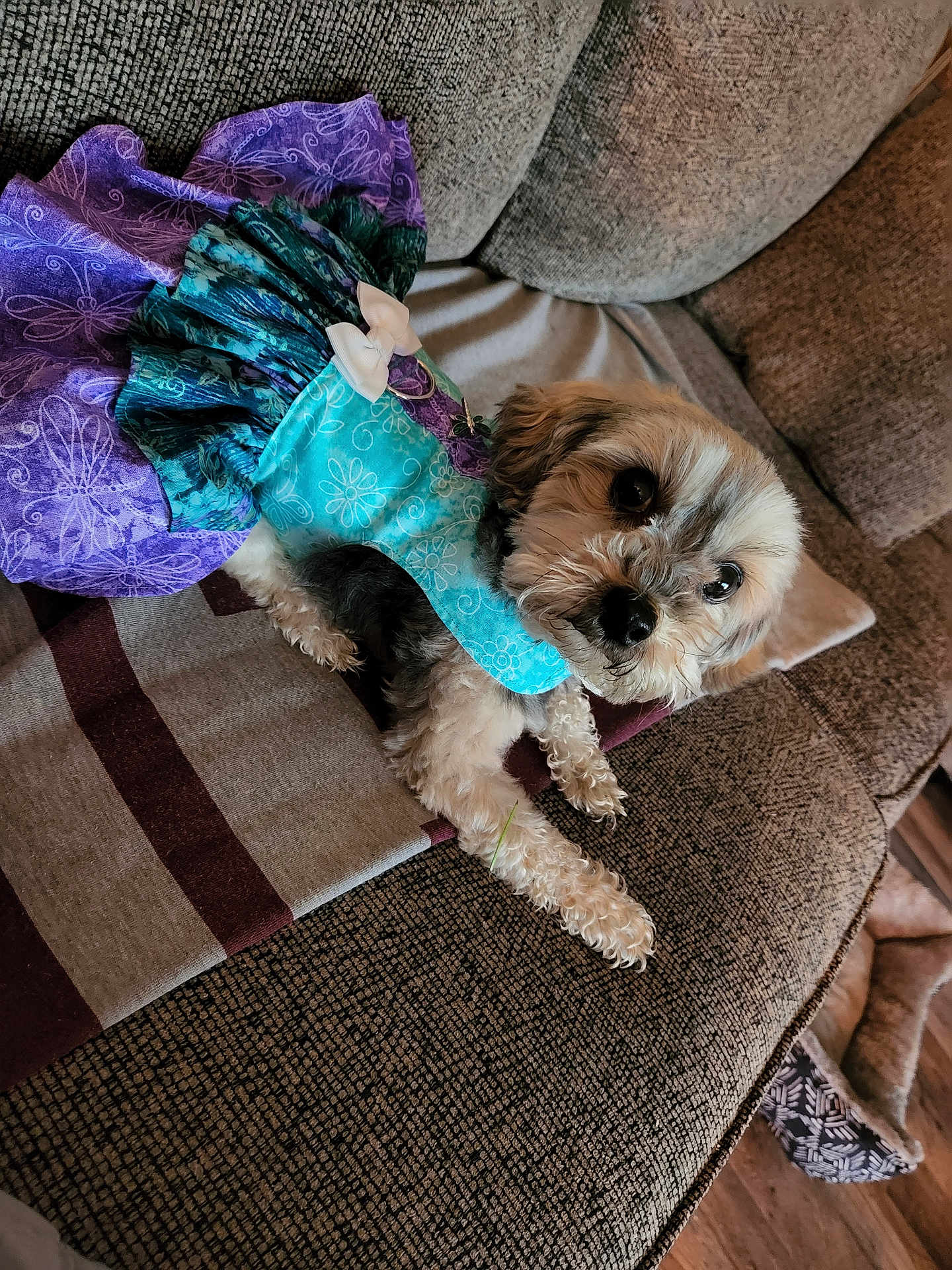 Skymarie joined the competition — help win amazing prizes! dog, pet, animal, dress, clothing, couch, fabric, purple, blue, pattern, fur, indoor, furniture, cute, small_dog, relaxed, looking_up, decor, cozy, home