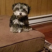 Sky is registered to the contest to win money with this photo: bolonka, canidae, carnivore, companion_dog, dog, dog_breed, havanese, kyi_leo, mal_shi, maltepoo, maltese, mammal, miniature_schnauzer, morkie, puppy, schnoodle, shih_poo, shih_tzu, sporting_lucas_terrier, vertebrate