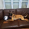 dog, brown_leather_couch, soccer_ball, indoor, pet, canine, window, blinds, tongue_out, relaxed, furniture, living_room, animal, playful, resting, happy, domestic, household, leisure, comfortable