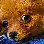 Pixie joined the competition — help win amazing prizes! animal, blanket, brown, canine, close_up, cute, dog, domestic_animal, eye, face, fur, indoor, nose, pet, portrait, resting, sleepy, snout, soft, whiskers