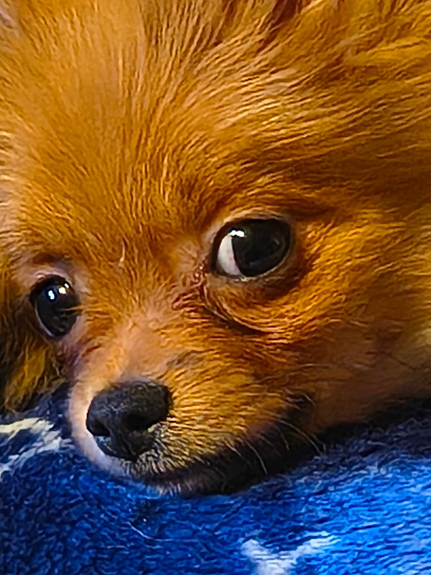 Pixie