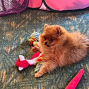 Pixie is registered to the contest to win money with this photo: brown_fur, carpet, colorful, cute, dog, floor, fluffy, indoor, pet, play, playpen, plush_toy, pomeranian, portrait, puppy, purple_fan, rope_toy, sitting, small, toy