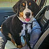 dog, bernese_mountain_dog, puppy, car, car_interior, dog_seat, harness, happy, tongue_out, pet, animal, seat_belt, window, urban, daylight, cute, sitting, smiling, canine, domestic_animal
