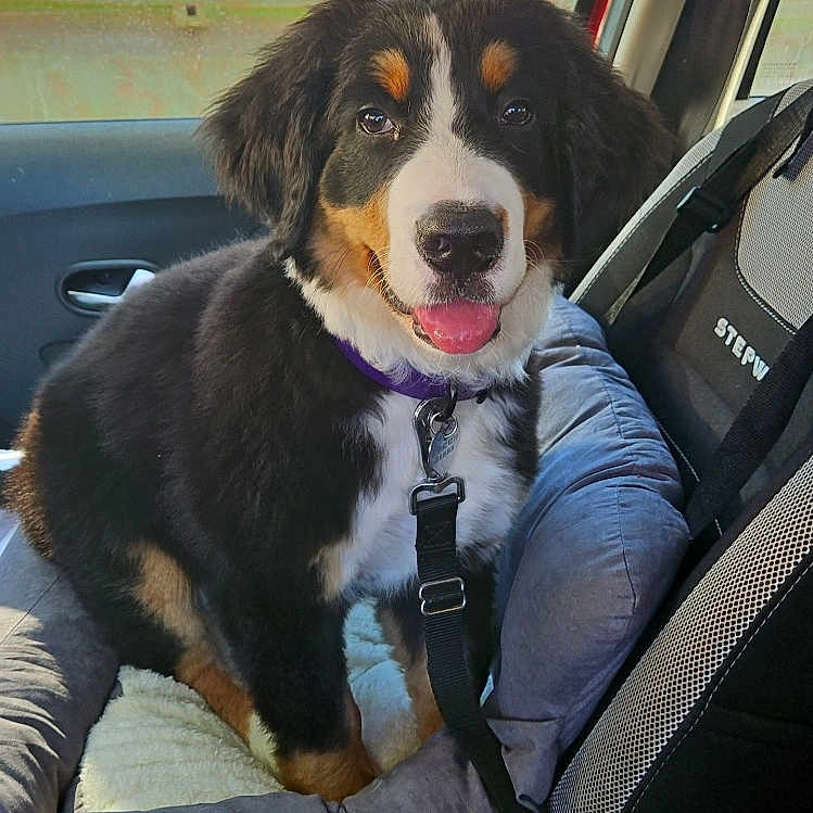 Meïko a rejoint le concours — aidez-le/la à gagner de superbes lots ! dog, bernese_mountain_dog, puppy, car, car_interior, dog_seat, harness, happy, tongue_out, pet, animal, seat_belt, window, urban, daylight, cute, sitting, smiling, canine, domestic_animal