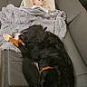 baby, dog, couch, blanket, infant, pacifier, furniture, indoor, pet, resting, cozy, black_dog, fur, child, seat, comfort, home, relaxation, living_room, protective
