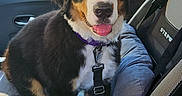 Meïko a rejoint le concours — aidez-le/la à gagner de superbes lots ! dog, bernese_mountain_dog, puppy, car, car_seat, seatbelt, window, happy, tongue_out, pet, animal, inside, safety_harness, cushion, daylight, collar, fur, black, brown, white