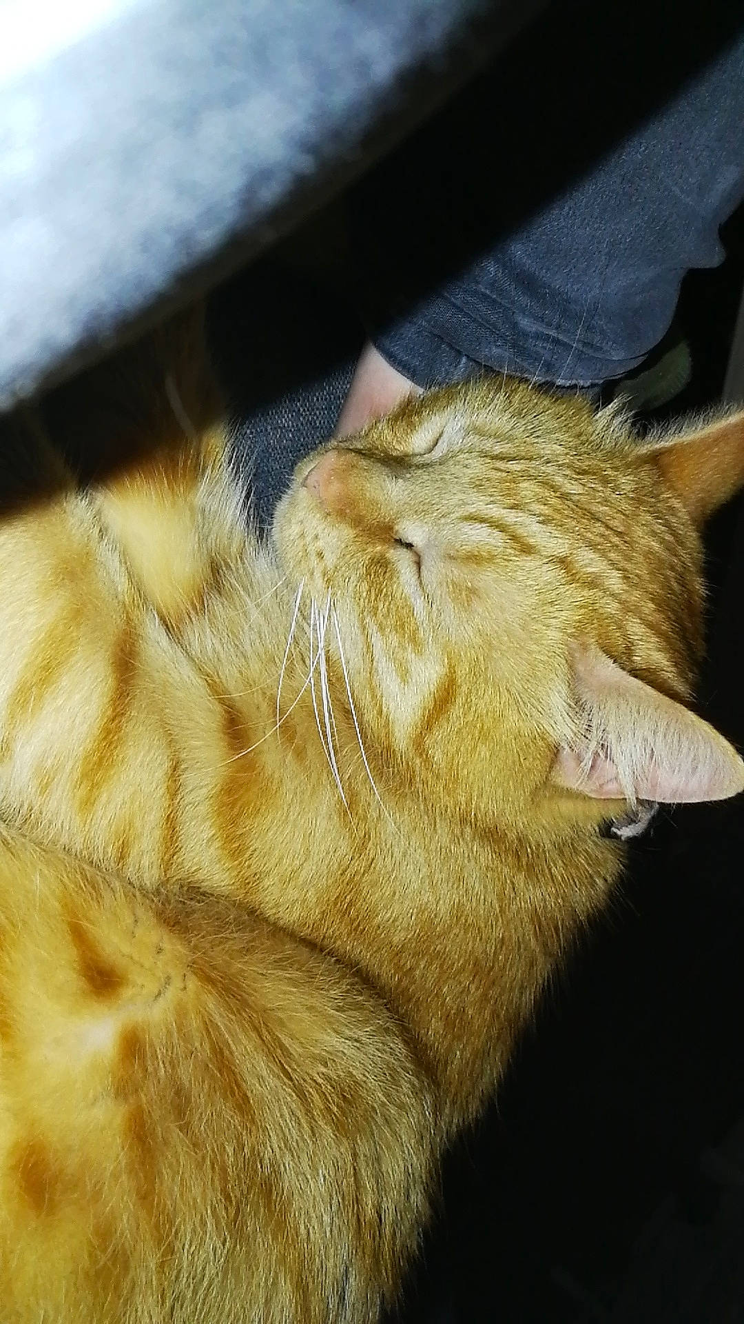 Garfield a rejoint le concours — aidez-le/la à gagner de superbes lots ! asian, carnivore, cat, ear, european_shorthair, eye, fawn, felidae, fur, kitten, sleep, small_to_medium_sized_cats, snout, somali, tabby_cat, tail, whiskers