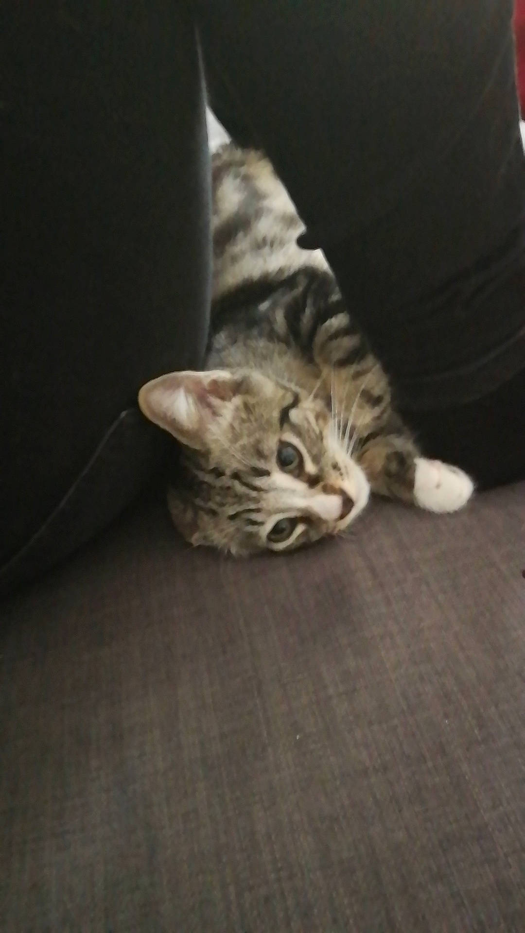 Onepiece a rejoint le concours — aidez-le/la à gagner de superbes lots ! american_shorthair, asian, bengal, california_spangled, carnivore, cat, domestic_short_haired_cat, dragon_li, egyptian_mau, european_shorthair, felidae, floor, fur, kitten, mammal, ocicat, paw, small_to_medium_sized_cats, tabby_cat, whiskers