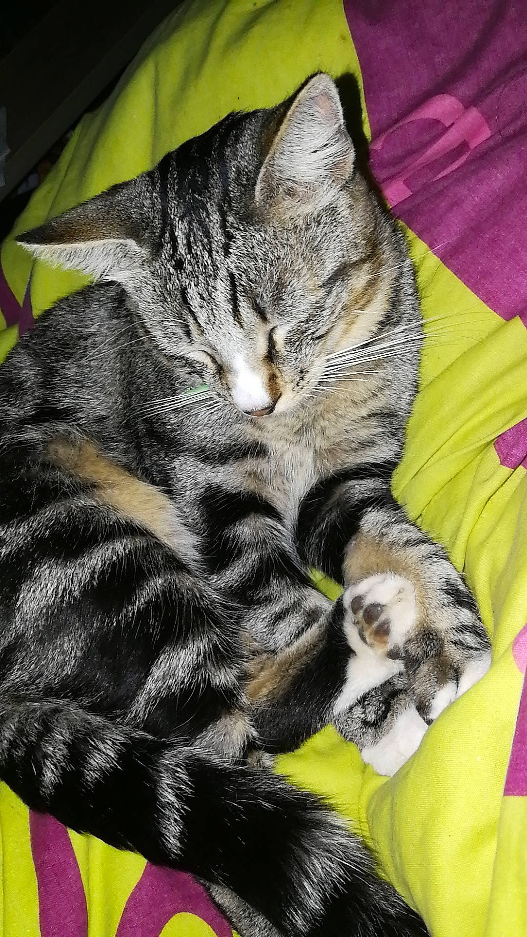 Onepiece participe au concours pour gagner de l'argent avec cette photo : american_shorthair, american_wirehair, asian, california_spangled, carnivore, cat, domestic_short_haired_cat, dragon_li, european_shorthair, felidae, fur, kitten, mammal, nap, paw, pixie_bob, small_to_medium_sized_cats, tabby_cat, toyger, whiskers