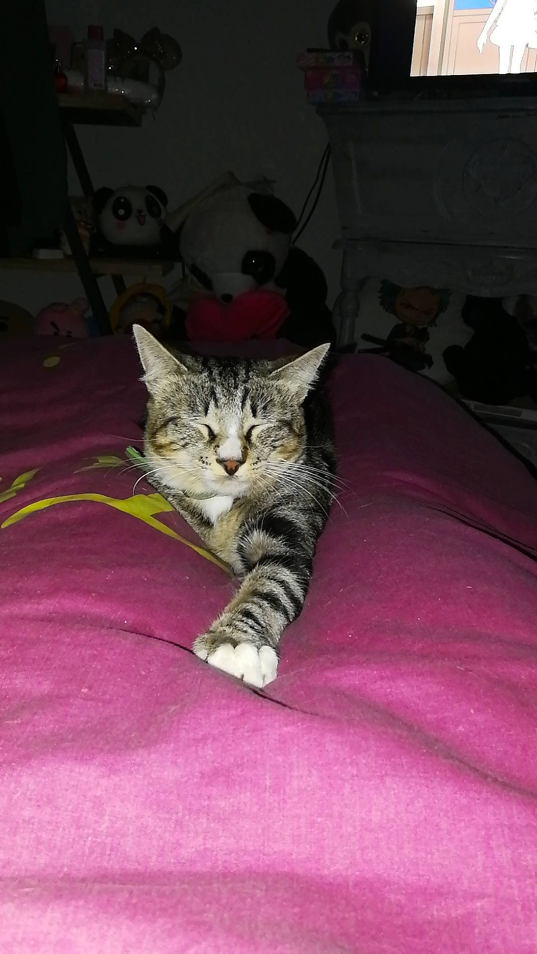 Onepiece participe au concours pour gagner de l'argent avec cette photo : aegean_cat, american_shorthair, american_wirehair, asian, bengal, california_spangled, carnivore, cat, domestic_short_haired_cat, dragon_li, egyptian_mau, european_shorthair, felidae, fur, kitten, mammal, pixie_bob, small_to_medium_sized_cats, tabby_cat, whiskers